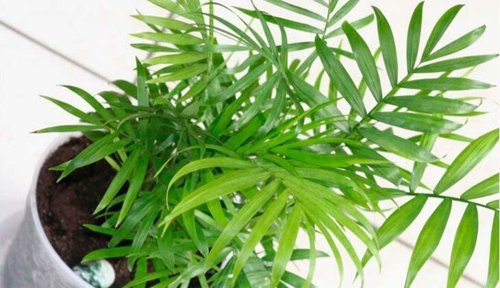 декоративно-лиственное растение хамедорея