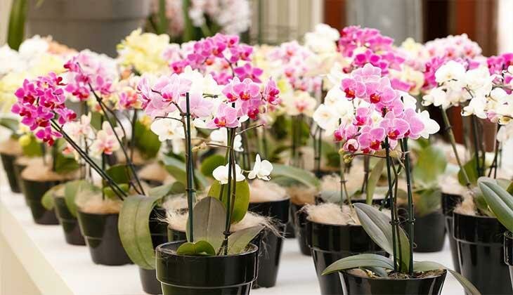 Как рассадить орхидею в домашних условиях и не ошибиться с методом рассадки